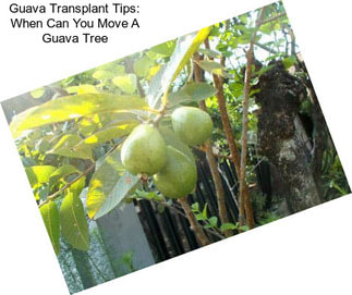 Guava Transplant Tips: When Can You Move A Guava Tree