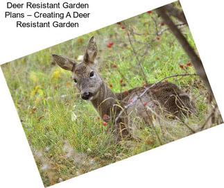 Deer Resistant Garden Plans – Creating A Deer Resistant Garden