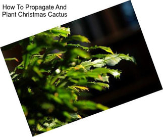 How To Propagate And Plant Christmas Cactus