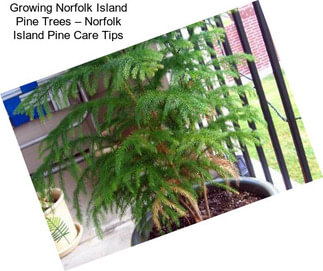 Growing Norfolk Island Pine Trees – Norfolk Island Pine Care Tips