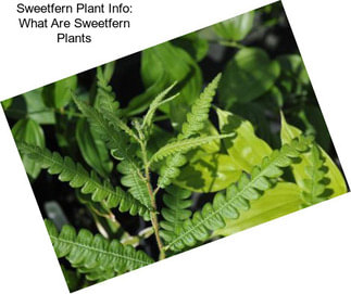 Sweetfern Plant Info: What Are Sweetfern Plants