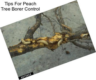 Tips For Peach Tree Borer Control