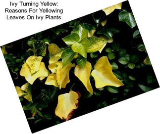 Ivy Turning Yellow: Reasons For Yellowing Leaves On Ivy Plants