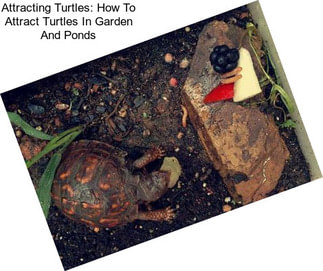 Attracting Turtles: How To Attract Turtles In Garden And Ponds