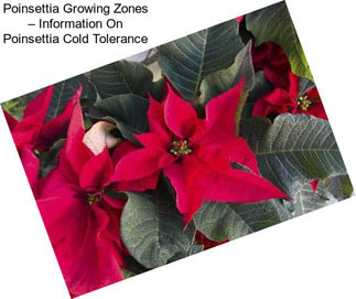 Poinsettia Growing Zones – Information On Poinsettia Cold Tolerance