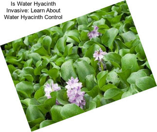 Is Water Hyacinth Invasive: Learn About Water Hyacinth Control
