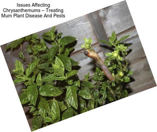 Issues Affecting Chrysanthemums – Treating Mum Plant Disease And Pests