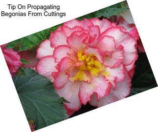 Tip On Propagating Begonias From Cuttings