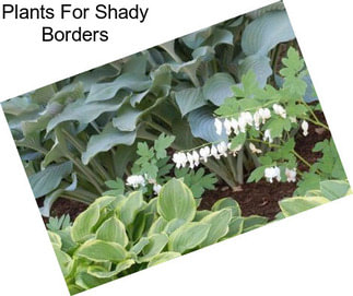 Plants For Shady Borders