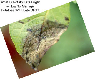 What Is Potato Late Blight – How To Manage Potatoes With Late Blight