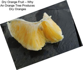 Dry Orange Fruit – Why An Orange Tree Produces Dry Oranges