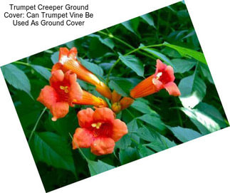 Trumpet Creeper Ground Cover: Can Trumpet Vine Be Used As Ground Cover