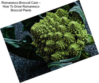 Romanesco Broccoli Care – How To Grow Romanesco Broccoli Plants