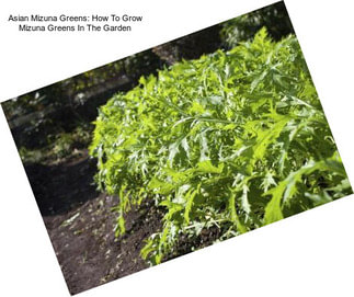 Asian Mizuna Greens: How To Grow Mizuna Greens In The Garden