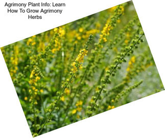 Agrimony Plant Info: Learn How To Grow Agrimony Herbs