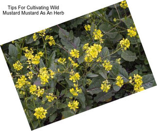 Tips For Cultivating Wild Mustard Mustard As An Herb