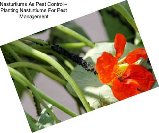 Nasturtiums As Pest Control – Planting Nasturtiums For Pest Management