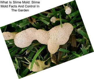 What Is Slime Mold: Slime Mold Facts And Control In The Garden
