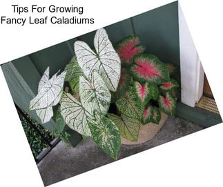 Tips For Growing Fancy Leaf Caladiums