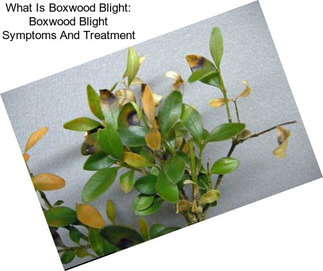 What Is Boxwood Blight: Boxwood Blight Symptoms And Treatment
