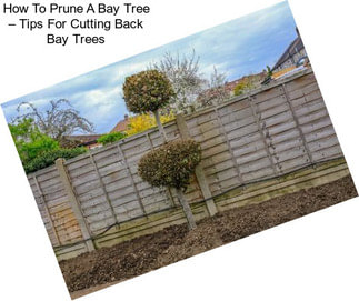 How To Prune A Bay Tree – Tips For Cutting Back Bay Trees