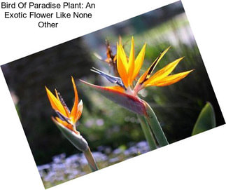 Bird Of Paradise Plant: An Exotic Flower Like None Other