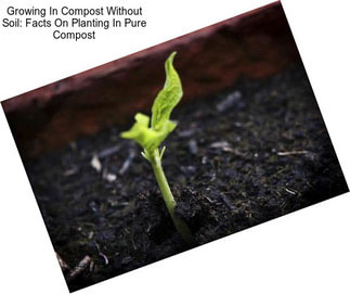 Growing In Compost Without Soil: Facts On Planting In Pure Compost