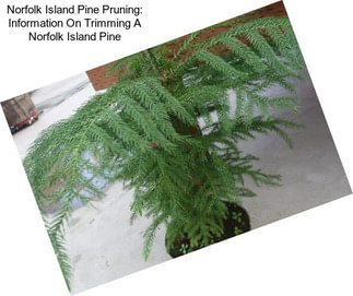 Norfolk Island Pine Pruning: Information On Trimming A Norfolk Island Pine