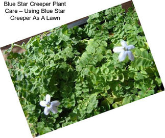 Blue Star Creeper Plant Care – Using Blue Star Creeper As A Lawn