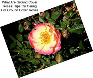 What Are Ground Cover Roses: Tips On Caring For Ground Cover Roses