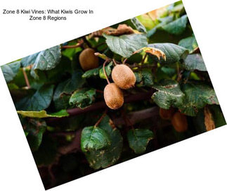 Zone 8 Kiwi Vines: What Kiwis Grow In Zone 8 Regions