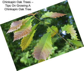 Chinkapin Oak Trees – Tips On Growing A Chinkapin Oak Tree