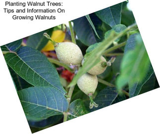 Planting Walnut Trees: Tips and Information On Growing Walnuts