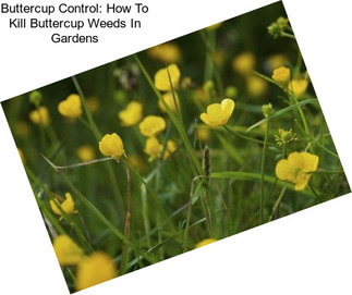 Buttercup Control: How To Kill Buttercup Weeds In Gardens