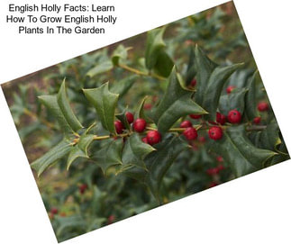 English Holly Facts: Learn How To Grow English Holly Plants In The Garden