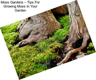 Moss Gardens – Tips For Growing Moss In Your Garden