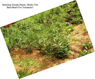 Mulching Tomato Plants: What\'s The Best Mulch For Tomatoes?
