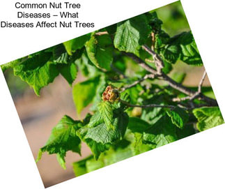 Common Nut Tree Diseases – What Diseases Affect Nut Trees