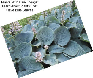 Plants With Blue Foliage: Learn About Plants That Have Blue Leaves