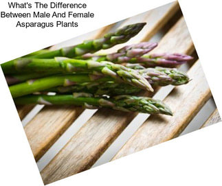 What\'s The Difference Between Male And Female Asparagus Plants