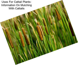 Uses For Cattail Plants: Information On Mulching With Cattails
