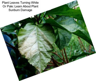 Plant Leaves Turning White Or Pale: Learn About Plant Sunburn Damage