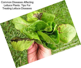 Common Diseases Affecting Lettuce Plants: Tips For Treating Lettuce Diseases
