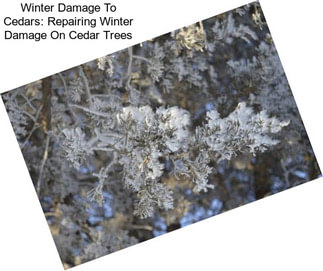 Winter Damage To Cedars: Repairing Winter Damage On Cedar Trees