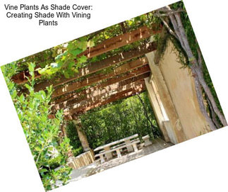 Vine Plants As Shade Cover: Creating Shade With Vining Plants
