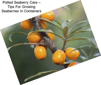 Potted Seaberry Care – Tips For Growing Seaberries In Containers