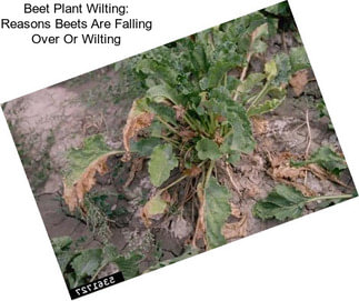 Beet Plant Wilting: Reasons Beets Are Falling Over Or Wilting