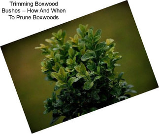 Trimming Boxwood Bushes – How And When To Prune Boxwoods