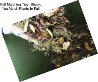 Fall Mulching Tips: Should You Mulch Plants In Fall