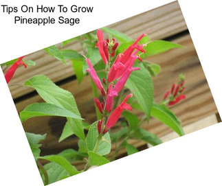 Tips On How To Grow Pineapple Sage